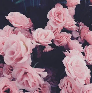 Meet your Posher, Alanis